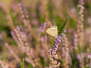 Long-tailed Blue Butterfly on Bell Heather