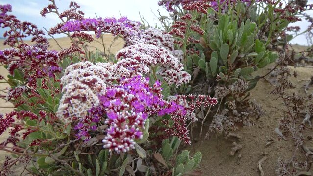 Sea-lavender, statice (Limonium axillare), a flowering plant on the stone-sand shore of the Red Sea, Egypt
