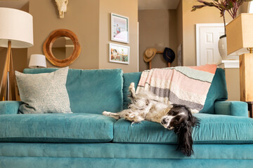 sweet springer spaniel lying on back showing belly on turquoise sofa 