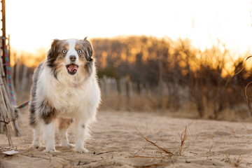 adorable mini aussie sitting on sandy beach at sunset