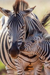 Fototapeta na wymiar Zebra foal with mother, Pilanesberg National Park