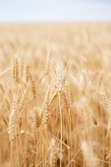 Fototapeta premium Wheat field in Ukraine. Mariupol
