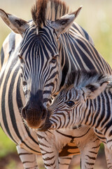 Fototapeta na wymiar Zebra foal with mother, Pilanesberg National Park