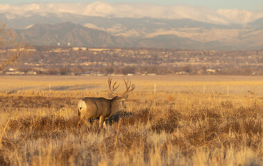 Mule Deer Buck During the Rut in Colorado in Fall