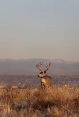 Fotobehang Cappuccino Mule Deer Buck tijdens de sleur in Colorado in de herfst