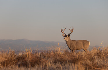 Mule Deer Buck During the Rut in Colorado in Fall