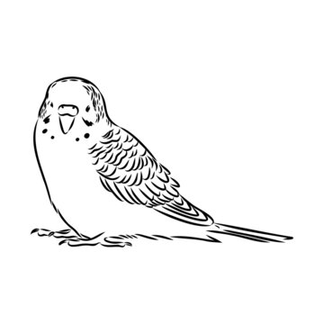 A cute budgie sits on a perch. Vector sketch illustration for design, advertising, prints.