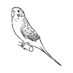 A cute budgie sits on a perch. Vector sketch illustration for design, advertising, prints.