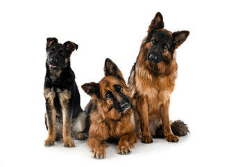 german shepherds in studio