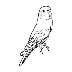 A cute budgie sits on a perch. Vector sketch illustration for design, advertising, prints.
