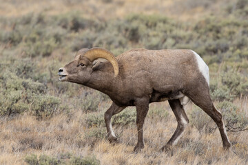 Bighorn Sheep