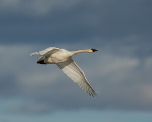 Trumpeter Swan in flight