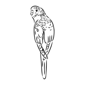 recommend clip art: A cute budgie sits on a perch. Vector sketch illustration for design, advertising, prints.