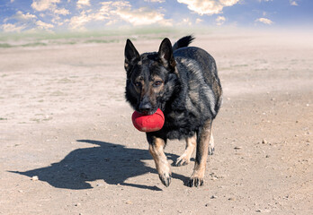 training of german shepherd