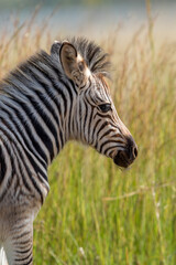 Fototapeta na wymiar Zebra Foal, Pilanesberg National Park