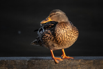 Stockente im Abendlicht