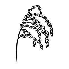 Fototapeta premium Rice set. Plant of rice and rice field hand drawn vector illustration in sketch style
