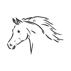 handdrawn of arabian horse sketch with pen in vector format. EPS 10