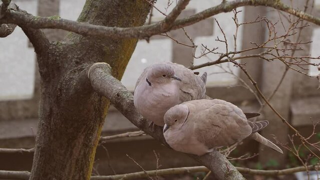 eurasian collared dove bird