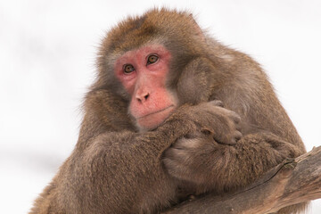 Macaque posant sur fond blanc en hiver