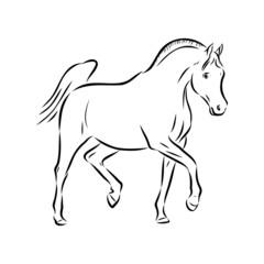 Naklejka na ściany i meble handdrawn of arabian horse sketch with pen in vector format. EPS 10