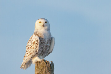 Harfang des neiges perché contre un ciel bleu