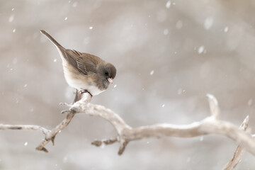 Junco ardois&eacute; juch&eacute; en hiver