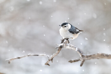 Sittelle &agrave; poitrine blanche jucher sur une branche en hiver
