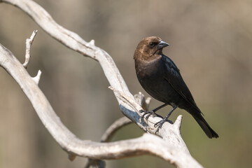 Vacher &agrave; t&ecirc;te brune perch&eacute;