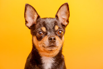 Dog breed Chihuahua black color on a yellow background. Pet, animal.