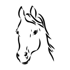 handdrawn of arabian horse sketch with pen in vector format. EPS 10