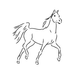 Obraz na płótnie Canvas handdrawn of arabian horse sketch with pen in vector format. EPS 10