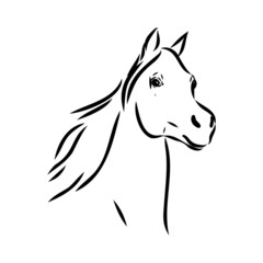 handdrawn of arabian horse sketch with pen in vector format. EPS 10