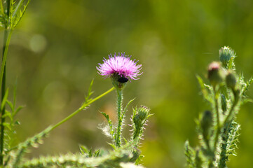 Spiny plumeless thistle in bloom closeup view with green blurred plants on background
