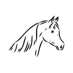 handdrawn of arabian horse sketch with pen in vector format. EPS 10