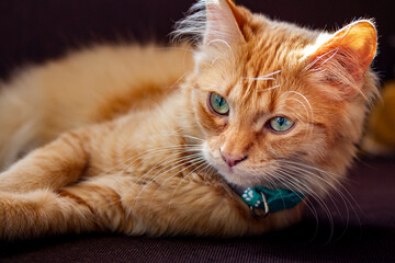Ginger