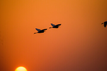 birds flying in the sunset