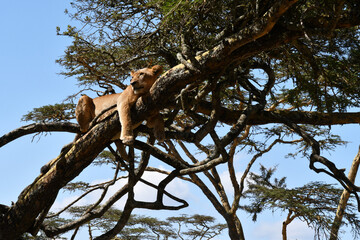 Löwin auf einem Baum