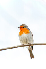 Robin or pomegranate Nightingale is a species of bird classified in the family flycatcher. Erithacus rubecula