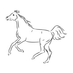Fototapeta na wymiar handdrawn of arabian horse sketch with pen in vector format. EPS 10
