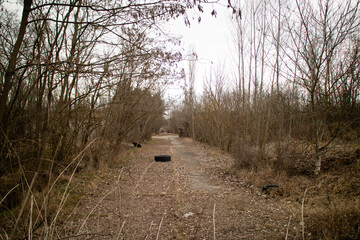 person walking in the woods
