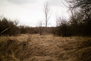 morning in the field