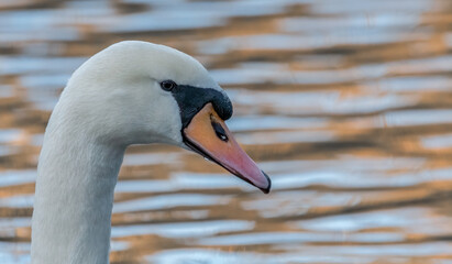 cygnus, bird, wasser, weiß, see, natur, tier, schnabel, wild lebende tiere, kopf, feather