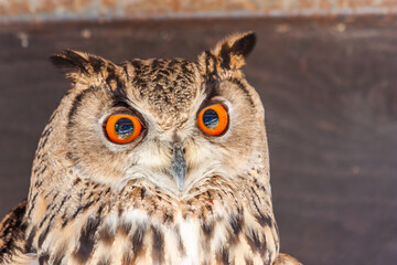 Funny owl portrait looking at camera