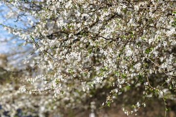 White cherry blossoms blooming in Spring with branches laden with flowers. Sakura season during Springtime in Dublin, Ireland