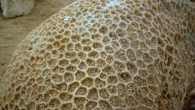 Calcareous skeleton of dead corals. Red Sea