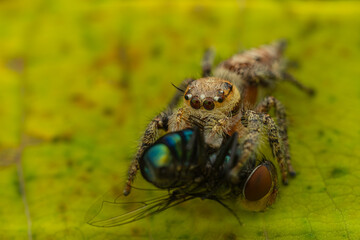 the spider is eating the fly, the spider web is unique