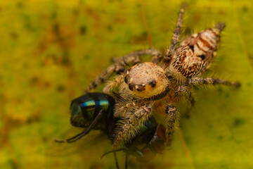 the spider is eating the fly, the spider web is unique