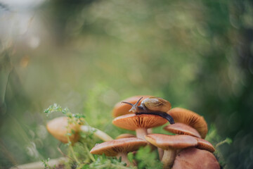 a snail walking on a mushroom with a unique bokeh background
