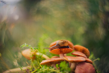 a snail walking on a mushroom with a unique bokeh background